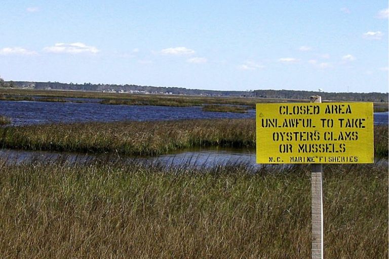 A marsh with a yellow sign that says "Closed Area - Unlawful to Take Oysters Clams or Mussels"